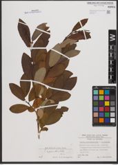 Foto von Salix appendiculata Vill.